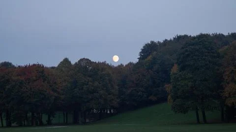 Dark Trees Under the Full Moon Stock Photos