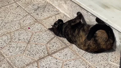 Dark tricolor cat rolling on tile floor Stock Footage 276325533