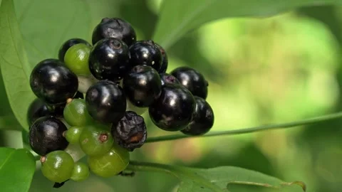 Dark Tropical Berries With Tiny Insects in Jungle Foliage Stock Footage 335801336