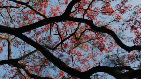 Dark Trunk and Spreading Branches of Royal Poinciana Flame Tree Stock Footage 333035935