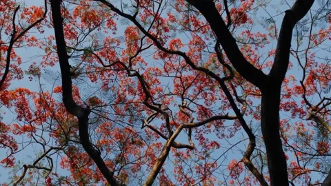 Dark Trunk and Spreading Branches of Royal Poinciana Flame Tree Stock Footage 333035947