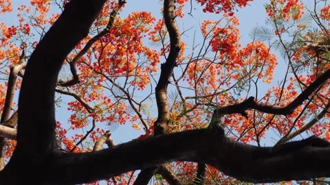 Dark Trunk and Spreading Branches of Royal Poinciana Flame Tree Stock Footage 333292360