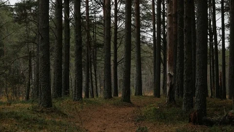 Dark trunks of fir trees in the forest at the edge of the swamp Stock Footage 118751775