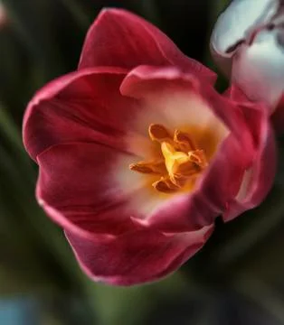 Dark tulip 库存照片
