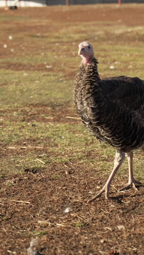 Dark Turkey Walking Away Showing Feather Pattern Stock Footage 345205886