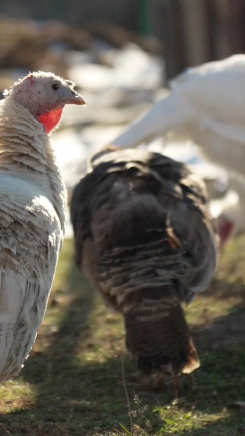 Dark Turkey Walking Away Showing Feather Pattern Stock Footage 345205894
