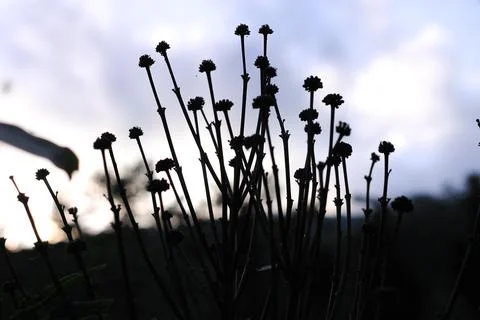 Dark twig Stock Photos