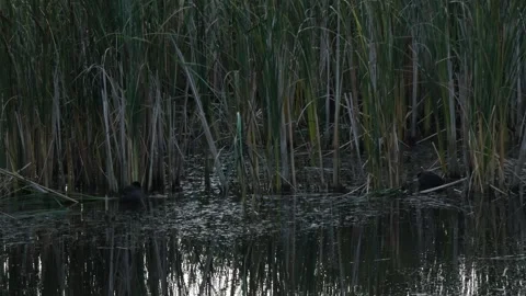 Dark twilight marsh landscape with Eurasian coots in shadows Stock Footage 331685948