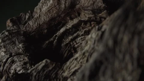 Dark, Twisted Tree Bark Close-Up in Low Light Stock Footage 291941974