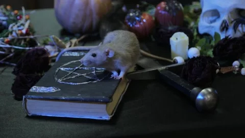 In the dark, two rats, black and white, are crawling on a table with pumpkins Stock Footage 155549610