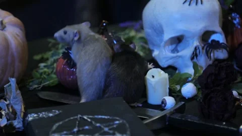 In the dark, two rats, black and white, are crawling on a table with pumpkins Stock Footage 155549620
