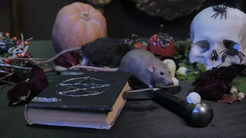 In the dark, two rats, black and white, are crawling on a table with pumpkins Stock Footage 155549625