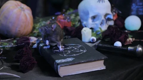 In the dark, two rats, black and white, are crawling on a table with pumpkins Stock Footage 155549629