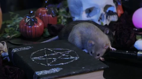 In the dark, two rats, black and white, are crawling on a table with pumpkins Stock Footage 155549630