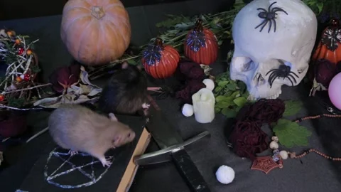 In the dark, two rats, black and white, are crawling on a table with pumpkins Stock Footage 155549656