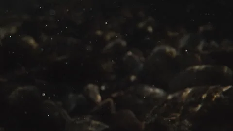 Dark underwater scene with floating particles and pebbles Stock Footage 333203817