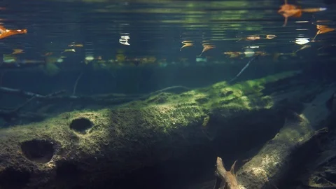 Dark underwater view of sunken trees and yellow leaves floating in autumn Stock Footage 122035165