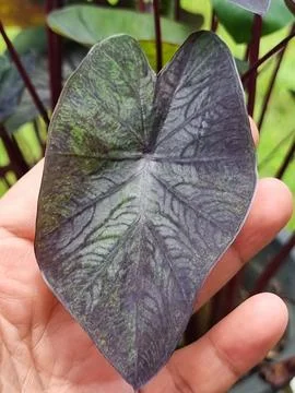 Dark Variegated Taro Leaf Held in Hand - Exotic Foliage from Thailand Stock Photos