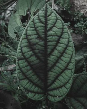 Dark Veined leaf Foto stock