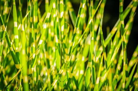 Dark version. Close up background texture of striped grass. Green and yellow Stock Photos