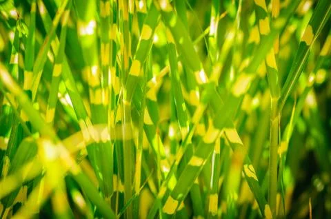 Dark version. Close up background texture of striped grass. Green and yellow  Stock Photos