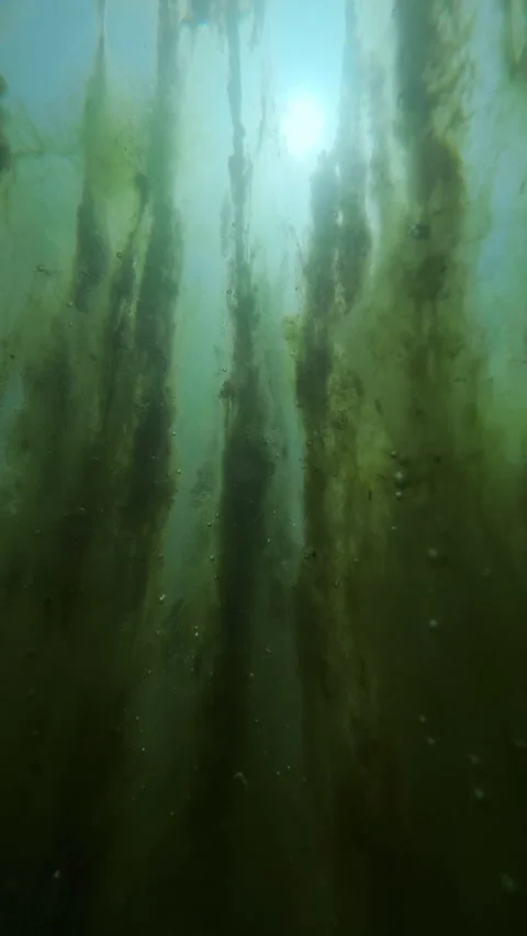 Dark vertical columns of green filamentous algae with bubbles underwater in Stock Footage 338134849