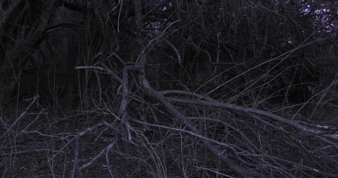 Dark vines with humanoid presence medium shot Stock Footage 88923792