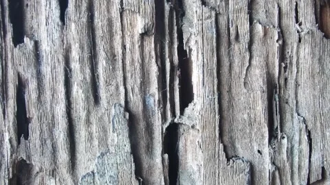 Dark vintage wood surface texture Stock Footage 168575813