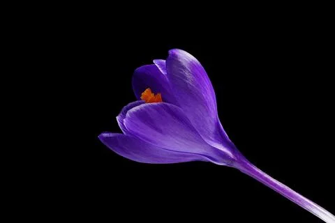 Dark violet blue crocus - Crocus vernus - on black background Stock Photos