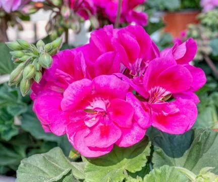 Dark violet colored geranium natural bouquet close up in the garden Stock Photos