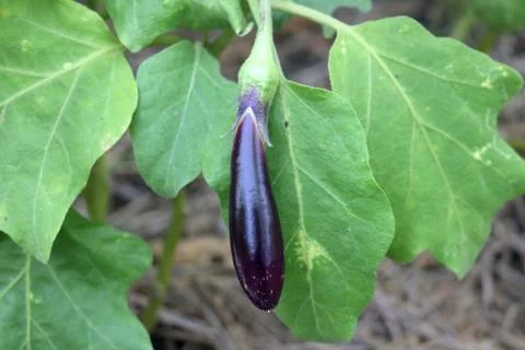 Dark violet eggplant fruit. Stock Photos