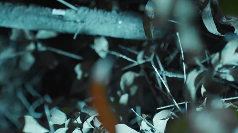 Dark walk amid thick foliage. Silent exploration through dense woodland shadows Stock Footage 345523113