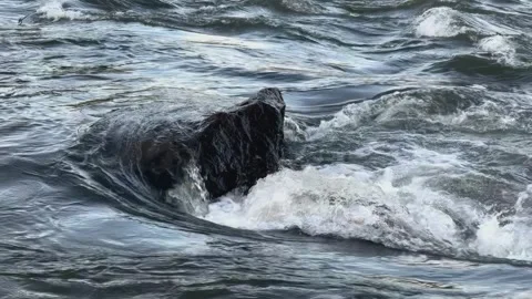 Dark Water Flows Around Submerged Rock, Creating Swirling Rapids Stock Footage 303570250