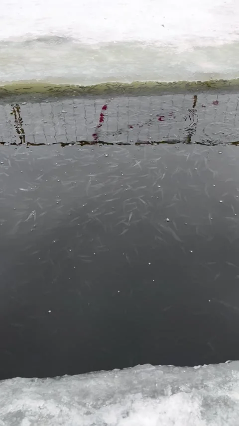 Dark water surface reveals a school of fish swimming beneath the ice Stock Footage 316474266