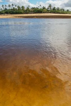Dark waters of a tropical river flowing into the sea, with palm trees on ba.. Stock Photos