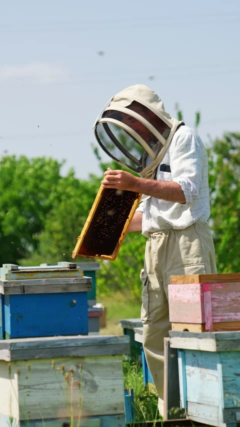 Dark wax honey frame in the hands of a male apiculturist.  Stock Footage 284416216