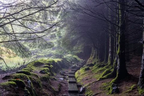 Dark way with trees without leaves and some fog in Wicklow way. Stock Photos