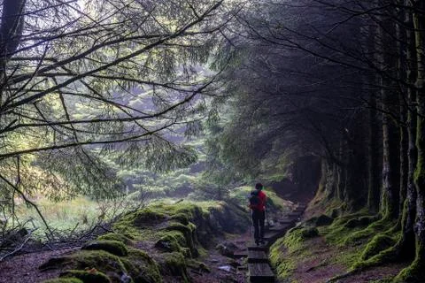 Dark way with trees without leaves and some fog in Wicklow way. Stock Photos
