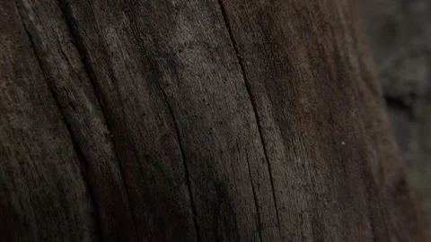 Dark weathered surface of tree bark Stock Footage 289518039
