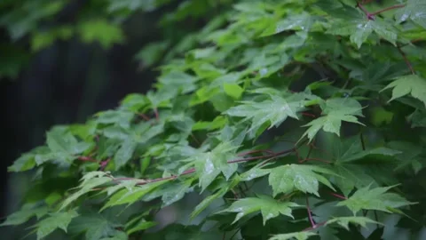 Dark wet green leaves of maple tree branch moving in wind Stock Footage 280170239