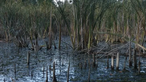 Dark wetland bog with broken old cattail stalks, panning Stockbeeldmateriaal 337777676
