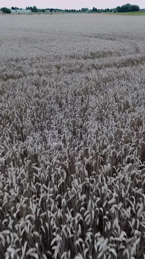 Dark wheat field fly by Stock Footage 247126540