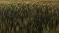 Dark wheat stems, plant diseases, crops after insects invasion, poor harvest HD Footage