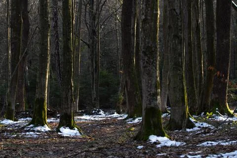 Dark wild forest in the rays of the sun at sunset Stock Photos