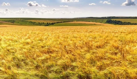 Dark Wind Howling at Night 動画素材 312725995