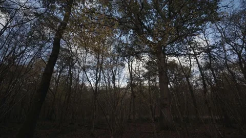 A dark windy autumn forest scene with tall trees blowing in the breeze Stock Footage 142575656