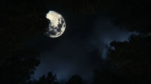 Dark Windy Forest Looped Stock Footage 293670745