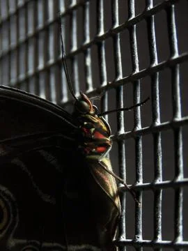 Dark Wings Stock Photos