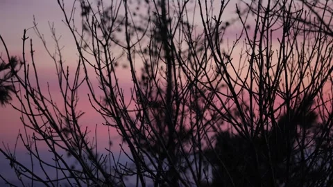 Dark winter branches stand before a pastel twilight sky and foggy valley, cre Stock Footage 342236393