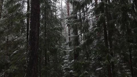 Dark winter forest. Fir trees in snow Stock Footage 293286052